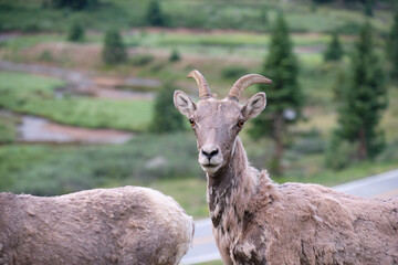 Ewes and Lambs Rocky Mountain Bighorn sheep in the wild