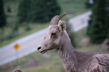 Ewes and Lambs Rocky Mountain Bighorn sheep in the wild
