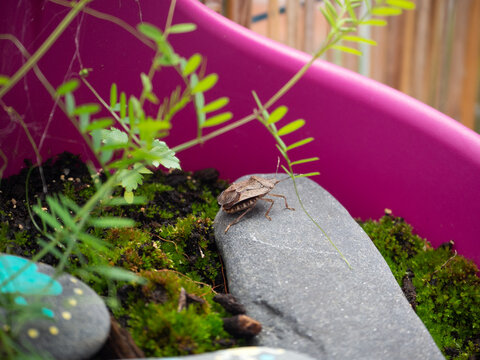 Halyomorpha halys invasive pest bug
