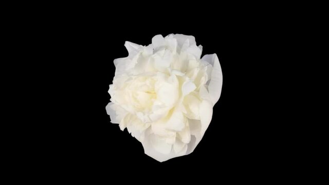Time-lapse of dying white peony (Paeonia) flower 4x1 in PNG+ format with ALPHA transparency channel isolated on black background
