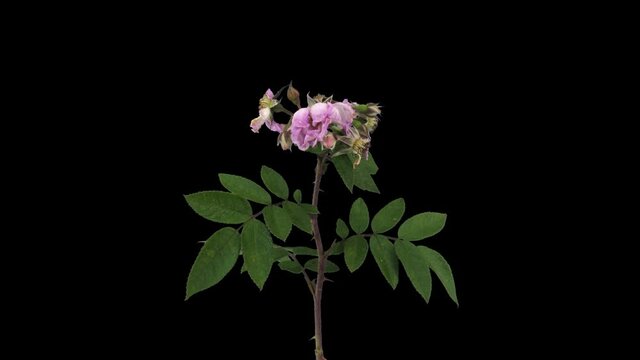 Time-lapse of dying pink wild rose (Rosa rubiginosa) 5a1 in PNG+ format with ALPHA transparency channel isolated on black background. Many little fruit flies can be seen on such plants
