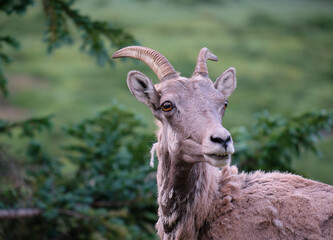 Ewes and Lambs Rocky Mountain Bighorn sheep in the wild