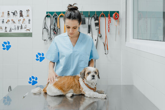 Vet checking up Shih Tzu on table in clinic