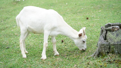 Obraz premium やぎ