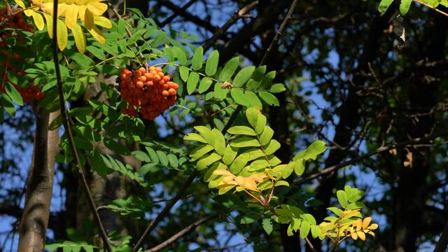 Ripening Rowan fruits in natural ambient (Sorbus Aucuparia) - (4K)