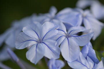 Beautiful blue flower close up