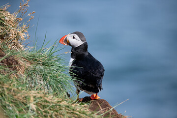 Puffin atlantico
Puffin atlantico in piedi sulla roccia della scogliera contro il fondo dell'acqua di mare blu, Portrai
