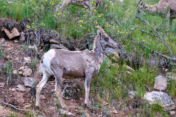 Ewes and Lambs Rocky Mountain Bighorn sheep in the wild