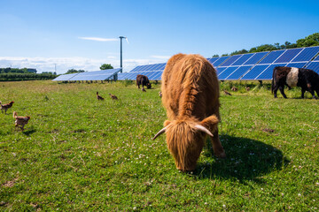 Cows in grazing in a sustainable farm