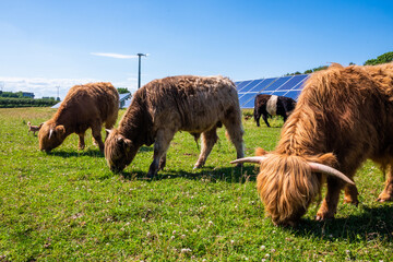 highland cows in a sustainable field with solar panels