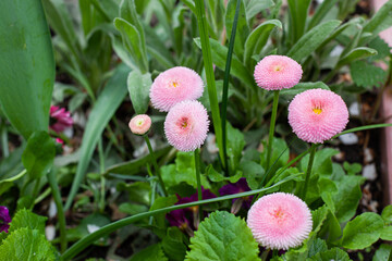 Floral background of terry pink daisies in the garden