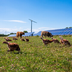 cows and chickens in the solar field