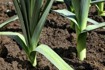 Obraz premium Fresh green leeks growing in field on sunny day, closeup