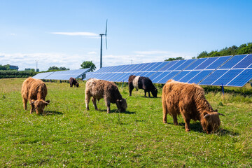 herd of cows on sustainable farm