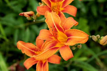 orange daylily flower in the garden