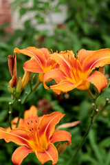 orange daylily flower in the garden