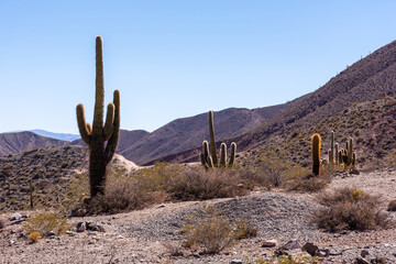 Cardon Cactuses in Salta, Argentina © Lucas Carrizo/Wirestock