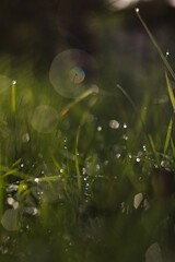 Trawa i krople wody © GarfiPhoto