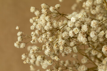 Dry plant with white balls of flowers. Dry plant on a brown craft background. Autumn flower arrangement.