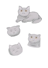 set of fluffy cats