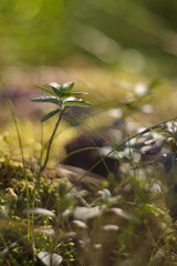 Roślinność w lesie