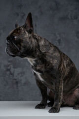 Lovable black french bulldog posing against dark background