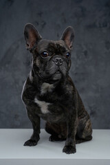 Purebred french bulldog with black fur against dark background