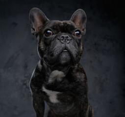 Headshot of pedigreed french bulldog against dark background