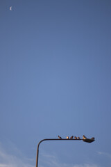 Gołębie z księżycem w tle © GarfiPhoto