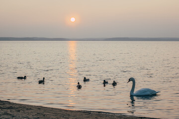 Swan and ducks at sunset, beautiful landscape