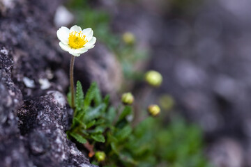 Mountain Avens