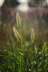 Kwiaty polne z rozmytym tłem © GarfiPhoto
