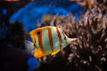Fototapeta na wymiar Copperband butterflyfish Chelmon rostratus