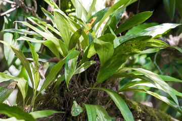 grass in the garden