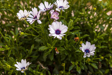 Beautiful view of white daisy flower  on green background. Beautiful nature backgrounds. Sweden.