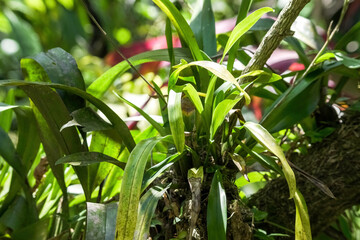 Obraz premium grass in the garden