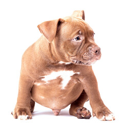 A brown American bully puppy sits quietly and looks away.