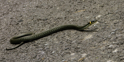 Grass snake (Natrix natrix) basking on an asphalt road.