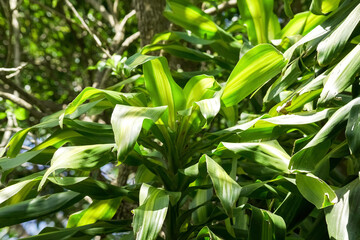 Obraz premium close up of corn plants