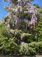 Flower Tree