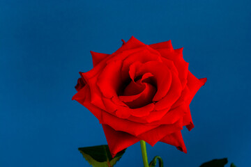 青背景の深紅のバラ
