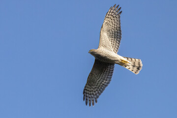 European sparrowhawk