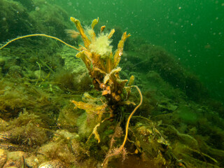 Closeup of Fucus vesiculosus, common names bladderwrack, black tang, rockweed, bladder fucus, sea...