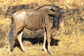 Tanzania, Serengeti park – Gnu or Wildebeest antelope.