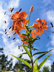 View from below of a flowering Lily lanceolate-tiger lily (Latin Lilium lancifolium Thunb (Lilium tigrinum Ker-Gawl.) in raindrops against a blue sky with clouds.