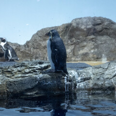 ペンギン penguin © てつじ