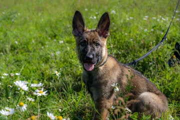 Dog portrait of an eleven weeks old German Shepherd puppy in green grass
