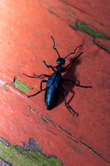 Little blue oil beetle 