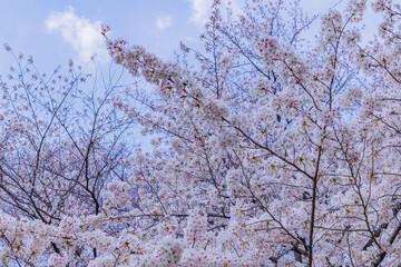 桜と青空