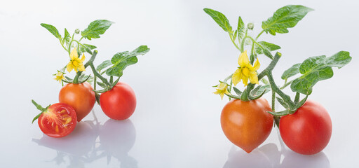 Young cherry tomatoes with tomato flowers and young green leaves, isolated on a white background